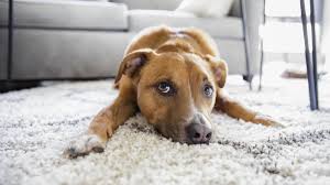 dog in carpet