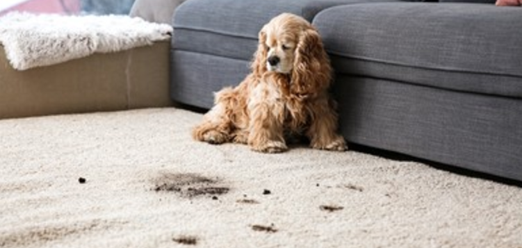 pet stain