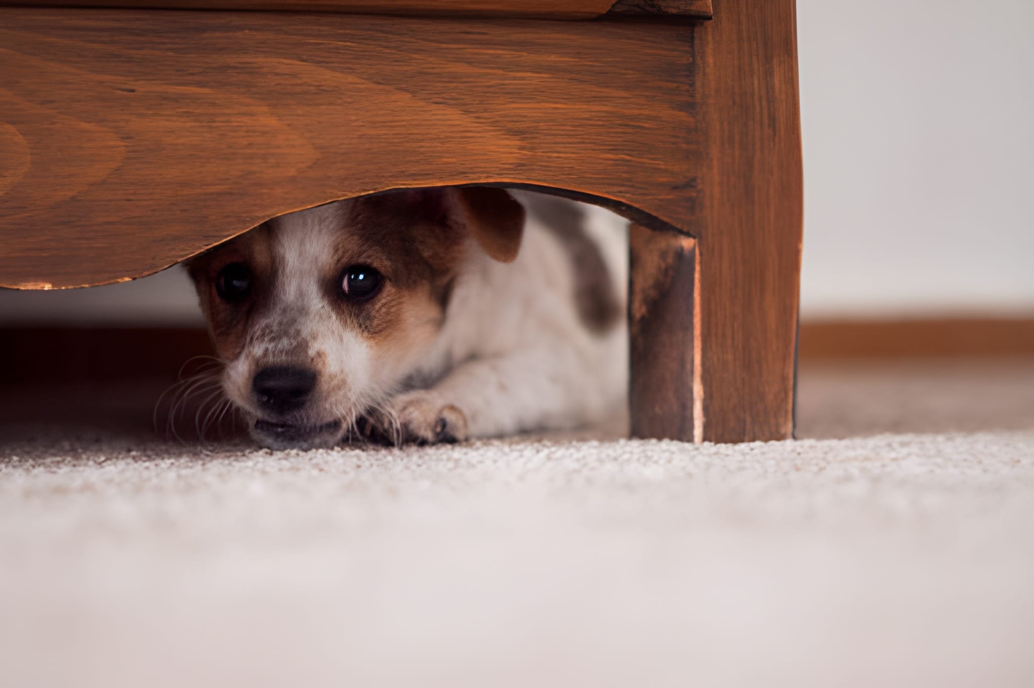 Pet Urine & Odor: What Really Works in Prairie Village Homes