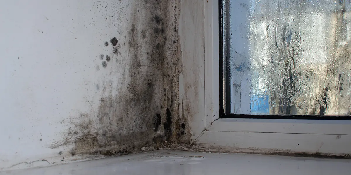 Common Places Mold Grows Inside the Home
